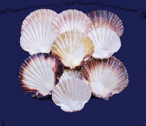 Irish Scallop Shells Lot Of 10 Flat Shells Arts And Crafts Decorative