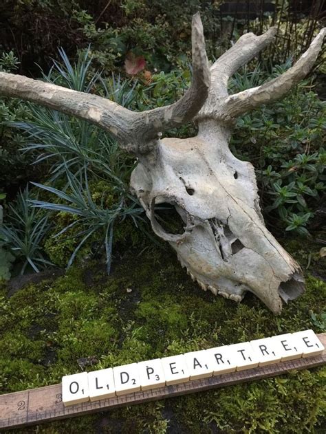 Genuine Fallow Deer Skull Antlers Teeth Real Animal Old Bones Remains