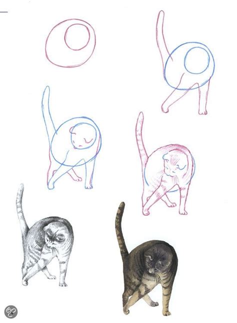 Paarden na tekenen makkelijk : Een kat tekenen / Overig / Zoogdieren / Dieren tekenen ...