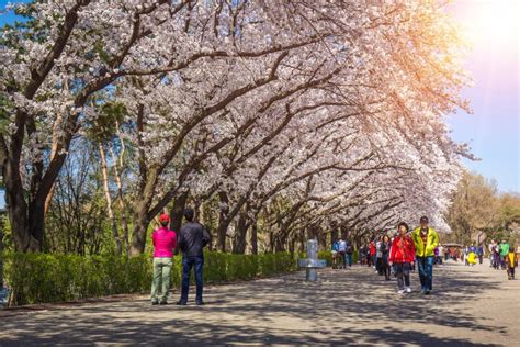 Cherry Blossom Festival In Spring Seoul Land South Korea Editorial