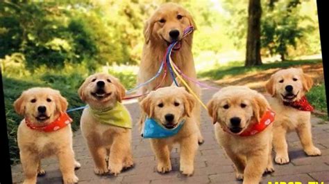 Top 20 Super Happy Dogs Families And Cuts Puppys In The World Youtube