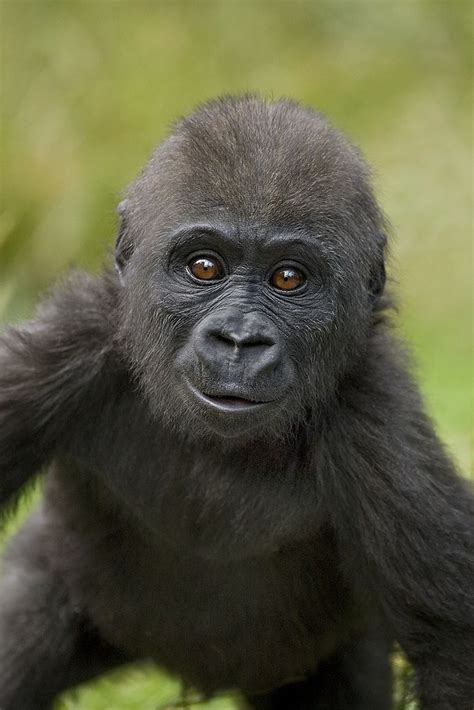 Frank Cute Animals Images Baby Gorillas Cute Animals