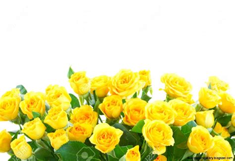Yellow Rose Border Wallpapers Gallery