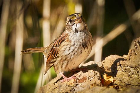 Feather Tailed Stories White Throated Sparrow