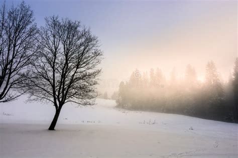 Fog In The Spruce Forest Stock Photo Image Of Blue Color 83811370