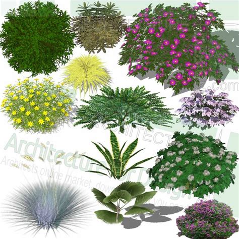 Trees Shrubs And Flowering Plants Sketchup Models Free Download