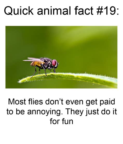 Quick Animal Fact 19 Rmemes