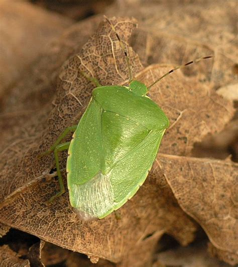 Nature In The Ozarks Green Stink Bug
