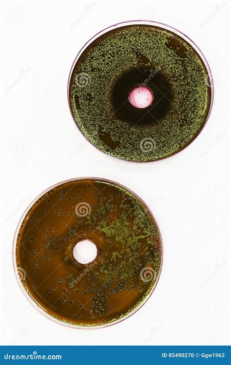 Emb Agar Plate Containing E Coli Stock Photo Image Of Escherichia