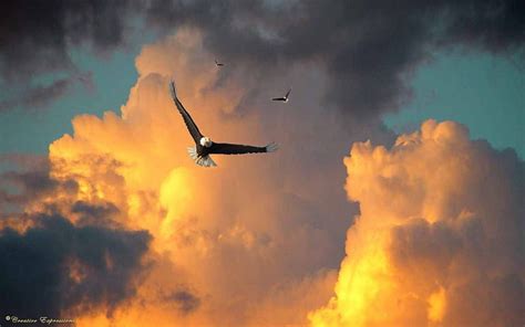 Flying Eagles Sun Nature Raptor Clouds Sky Hd Wallpaper Peakpx