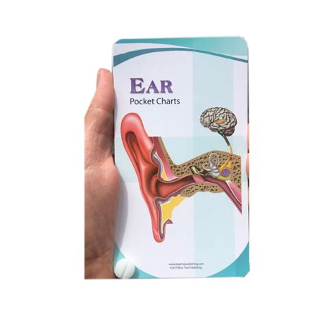 Ear Anatomy Pocket Charts