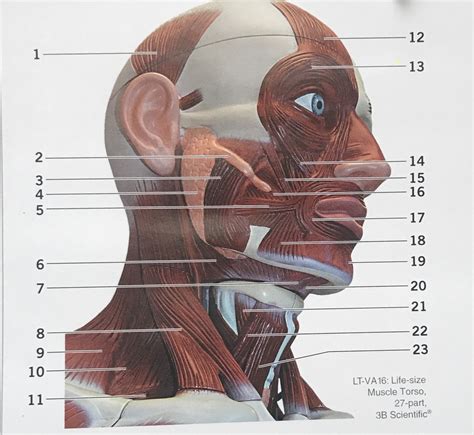Superficial Muscles Of Head And Neck Diagram Quizlet