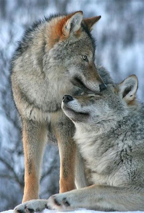 Wolves In Love Wolves Pinterest