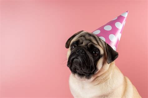 Premium Photo Funny Pug Dog Wearing Pink Happy Birthday Hat On Pink Wall