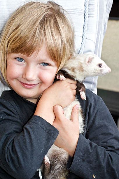 440 Holding Ferret Stock Photos Pictures And Royalty Free Images Istock