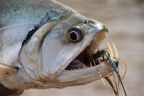 9 Scary Fish To Haunt Your Dreams Updated 2023