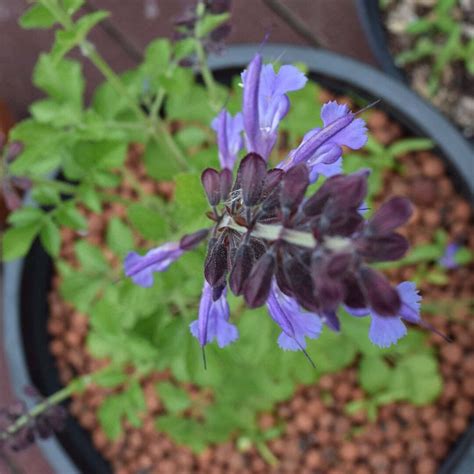 Red Sage Seeds Salvia Miltiorrhiza Packet Of 30 Seeds Palm Etsy