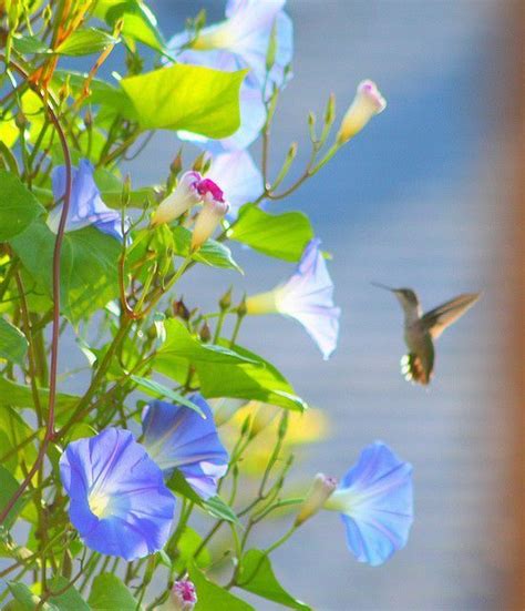 The foliage is bright to deep green and. hummingbird | Morning glory flowers, Beautiful flowers ...