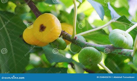 Ripe Yellow Figs On Fig Branch Stock Photo Image Of Food Summer