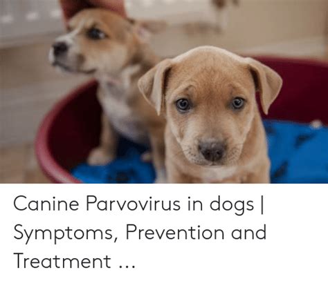 Canine Parvovirus In Dogs Symptoms Prevention And Treatment Dogs