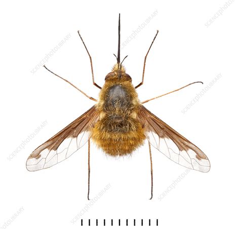 Large Bee Fly Stock Image C0217613 Science Photo Library