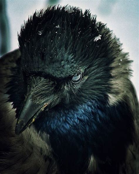 Once upon a midnight dreary, while i pondered, weak and weary, over many a quaint and. plainjanetruth | Krähe, Amsel, Nebelkrähe