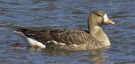 Greater White Fronted Goose San Diego Bird Spot