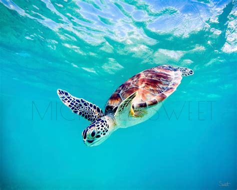 Baby Turtle Swimming Baby Sea Turtle Underwater 1280x1024