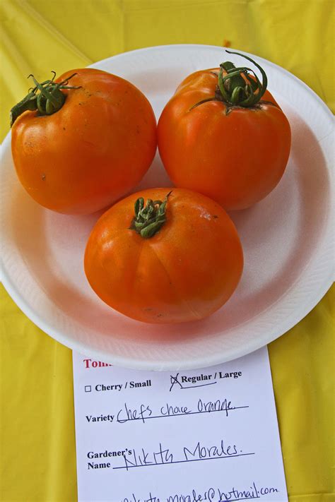 Plantanswers Plant Answers Tomato Contest 2016