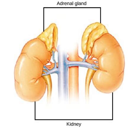 Endocrine Glands | Boundless Biology