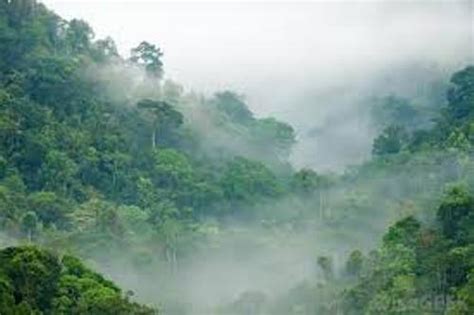 10 Facts About Congo Rainforest Fact File