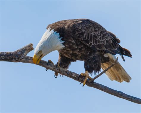 Wallpaper Eagle Bald Mature Angry Tempermental Thelook Branch