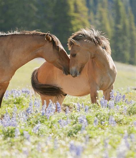 Mustangs And Lupine Photograph By Amy Gerber Fine Art America