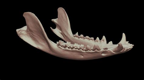 Opossum Skull Jaw Download Free 3d Model By Doccopemys 76ffc5b