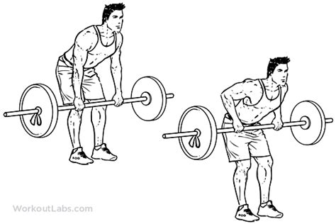 Bent Over Barbell Row Illustrated Exercise Guide Workoutlabs
