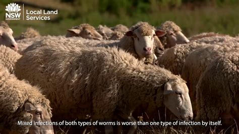 Managing Sheep Worms Youtube