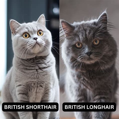 British Shorthair Breed Vs British Longhair Cat A Comprehensive