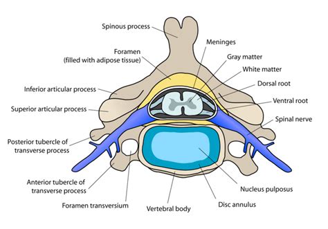 Cervical Spinal Nerves Diagram