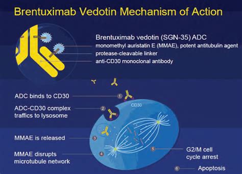 Brentuximab Vedotin For The Treatment Of Relapsedrefractory Hl And Alcl