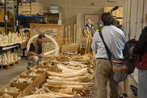 Beyond Elephants The Ivory Trade Of The Ocean