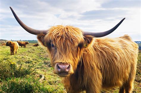 Highland Cow Face Stock Photos Pictures And Royalty Free Images Istock