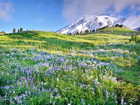 Sunny Mountain Meadow After Sunrise In Mount Rainier Natio Flickr