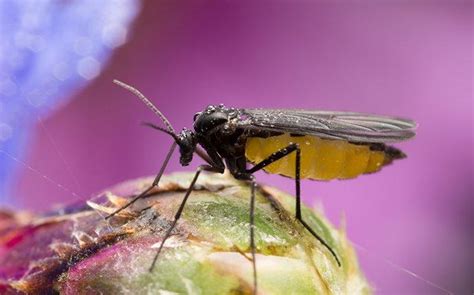 Fungus Gnat Identification Faqs About Fungus Gnats