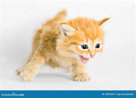 Cute Kitten Running And Meowing Stock Image Image Of Baby Animal