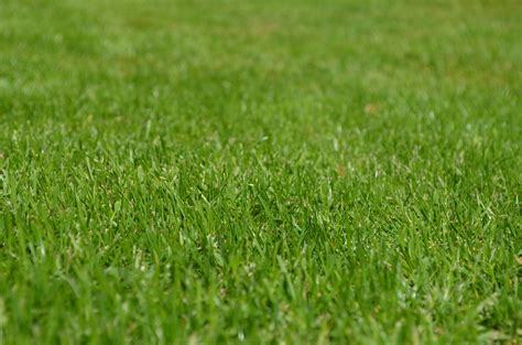 4 Tips For Spring Lawn Care In Baltimore Md