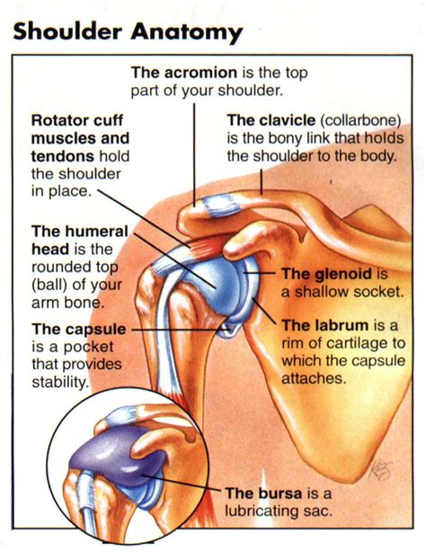 The muscles in the shoulder aid in a wide range of movement and help protect and maintain the main shoulder this diagram with labels depicts and explains the details of shoulder muscles pictures. I have Rheumatoid Arthritis, can I still do Yoga? in 2020 | Shoulder anatomy, Medical anatomy ...