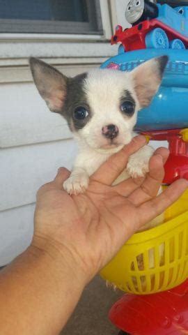 We believe we have the best full service store, but if you find that you are looking for something that is not in our store let. tiny teacup chihuahua puppies for Sale in Toledo, Ohio Classified | AmericanListed.com