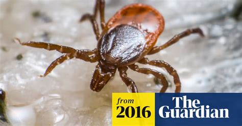 Tick Bites That Trigger Severe Meat Allergy On Rise Around The World