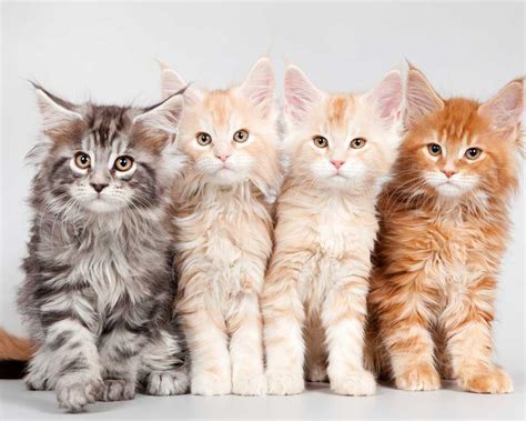 Maine Coon Cat 15 Interesting Facts To Know Pets Feed