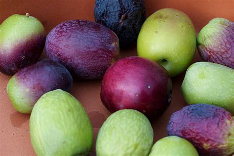 All About The Different Types Of Greek Olives